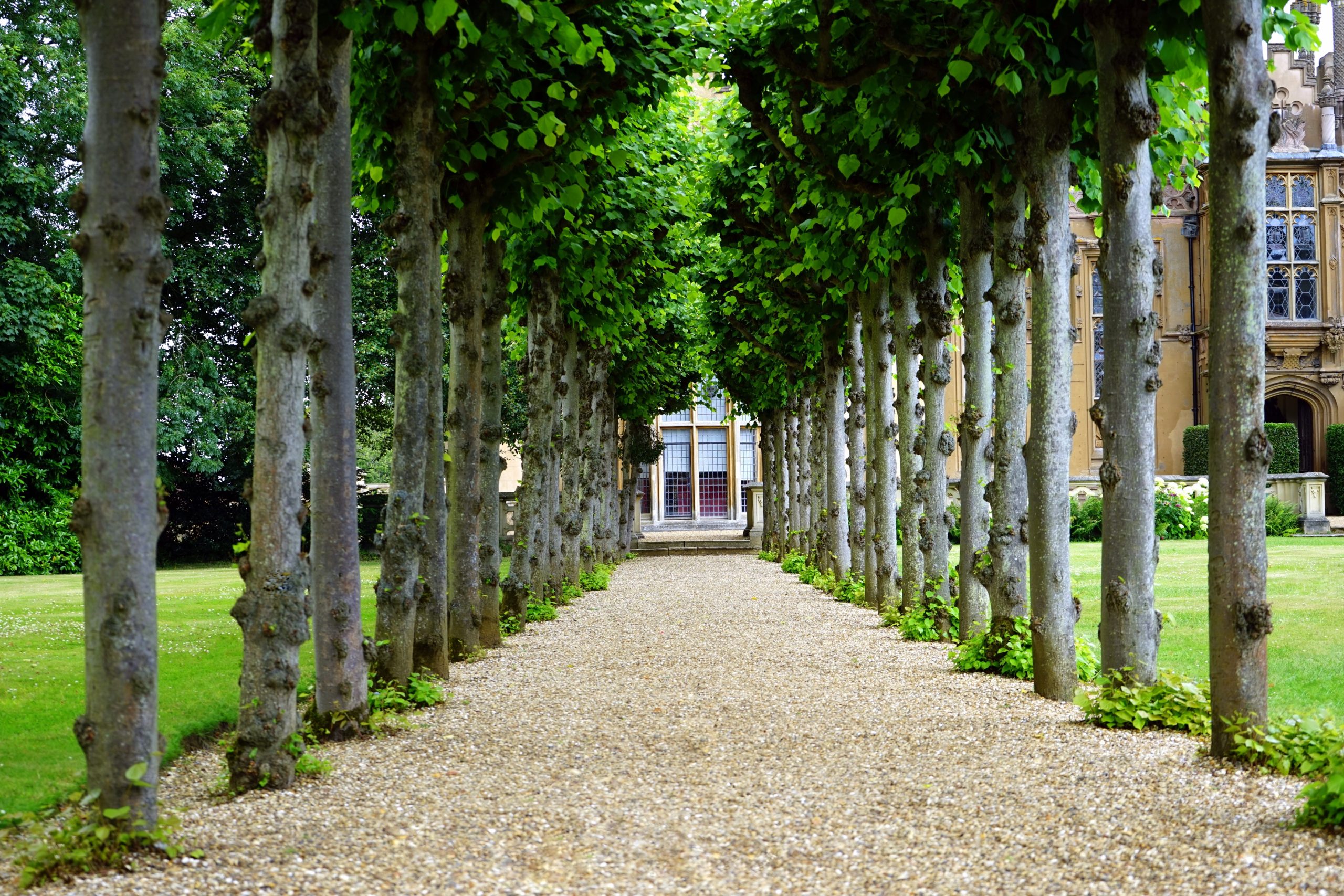 Treelined walkway