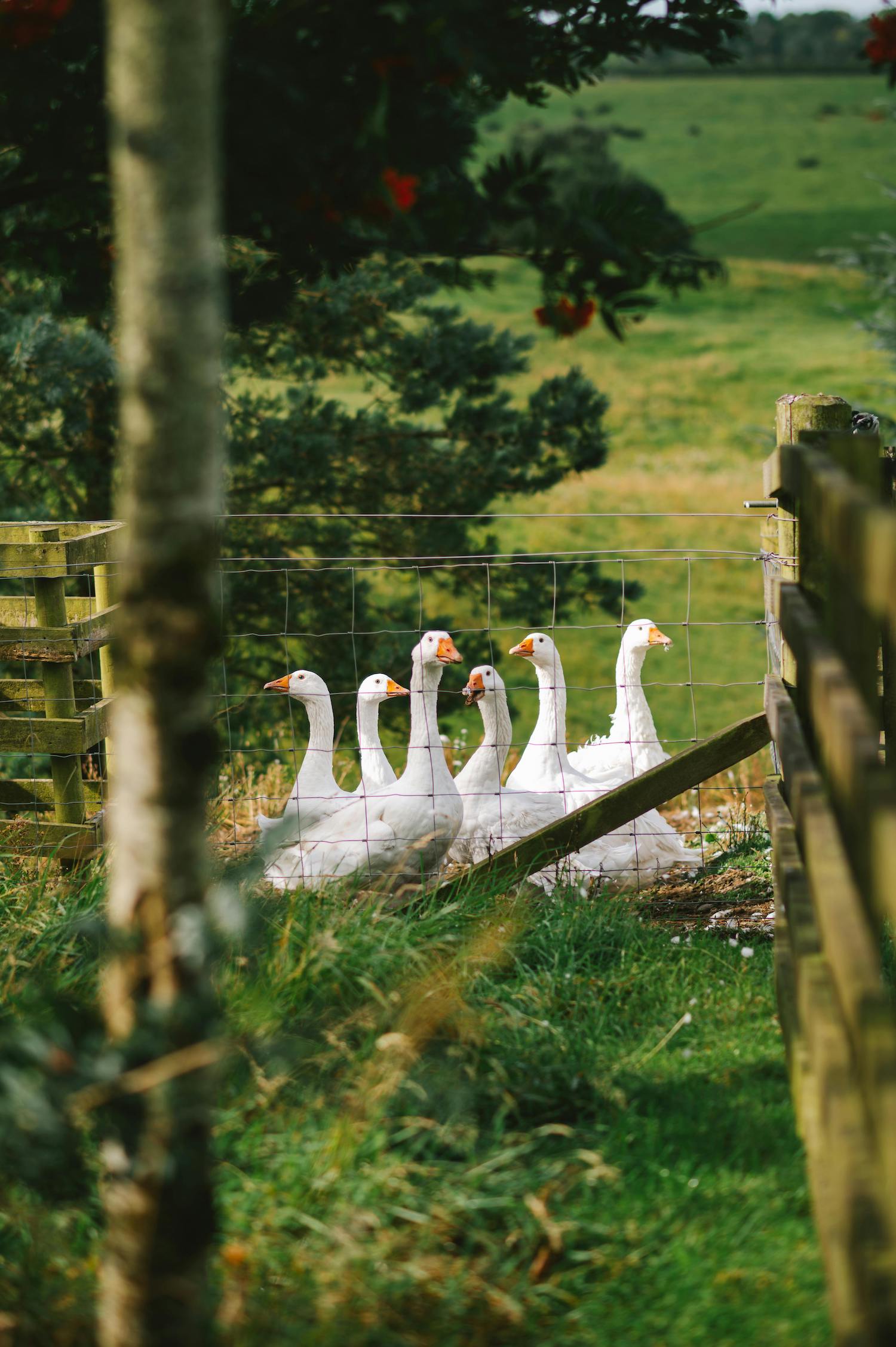 Home Manager / Housekeeper